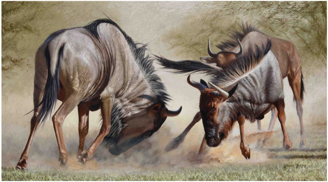 Fight of the Wildebeest